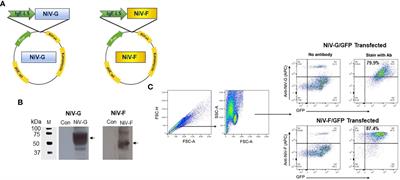 Elicitation of immune responses against Nipah virus by an engineered synthetic DNA vaccine